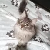 ノルウェージャンフォレストキャット