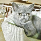 エキゾチックショートヘア