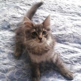 ノルウェージャンフォレストキャット