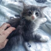 ノルウェージャンフォレストキャット