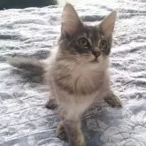 ノルウェージャンフォレストキャット