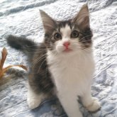 ノルウェージャンフォレストキャット