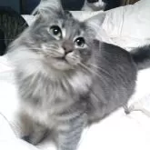 ノルウェージャンフォレストキャット【愛知県・女の子・2025年4月12日・ブラウンマッカレルタビー】の写真3「オールタビーなのでシンメトリー♡」