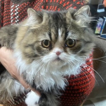 エキゾチックショートヘア【大阪府・男の子・2024年6月30日・ブラウンタビー&ホワイト（ロングヘア）】の写真「元気な男の子です」