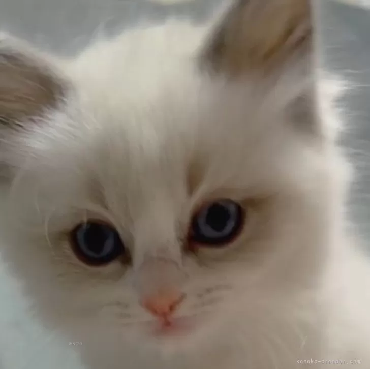 ID：2501-02175の子猫