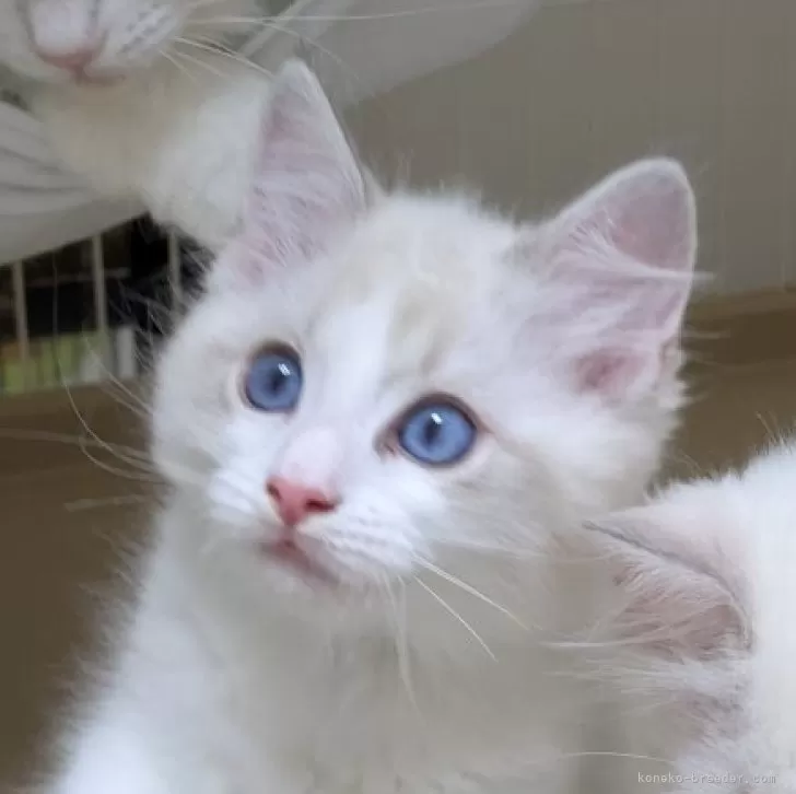 ID：2508-01304の子猫