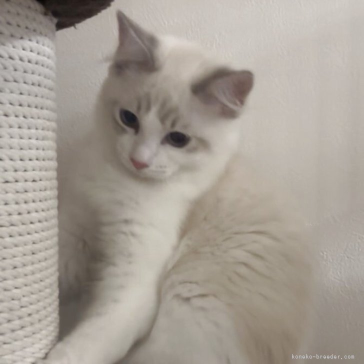 ブリーダー画像