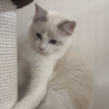 ラグドール【大阪府・男の子・2025年6月23日・ブルーポイントバイカラー】の写真「11月日曜日限定価格188,000円‼️」