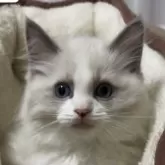 ラグドール【大阪府・男の子・2025年12月10日・ブルーポイントバイカラー】の写真6