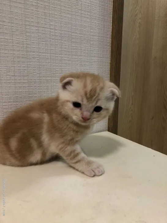 ID：2011-00666の子猫