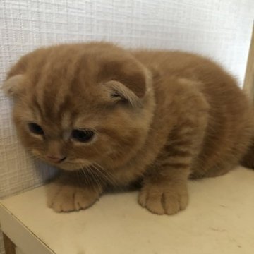 スコティッシュフォールド(折れ耳)【兵庫県・男の子・2023年6月10日・レッドタビー】の写真「ビビりだけど慣れると人懐っこい感じです。」