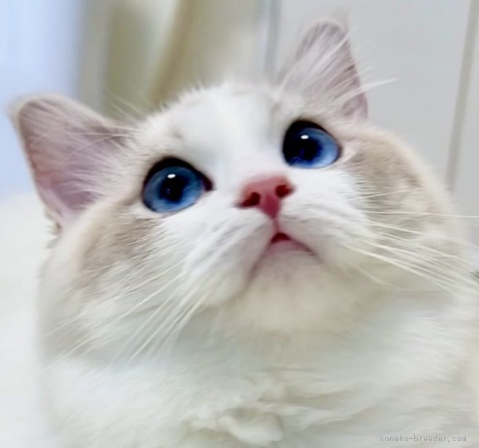 ラグドール【・女の子・2024年4月30日・ブルーリンクスポイントバイカラー】