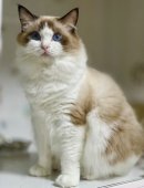 ラグドール【・女の子・2023年5月20日・シールポイントバイカラー】