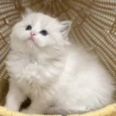 ラグドール【千葉県・男の子・2025年7月30日・【ブルーポイントバイカラー】】の写真9