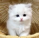 ラグドール【千葉県・男の子・2025年7月30日・【ブルーポイントバイカラー】】の写真3