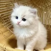 ラグドール【千葉県・男の子・2025年7月30日・【ブルーポイントバイカラー】】の写真13