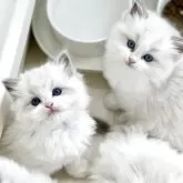 ラグドール【千葉県・男の子・2025年7月30日・【ブルーポイントバイカラー】】の写真15