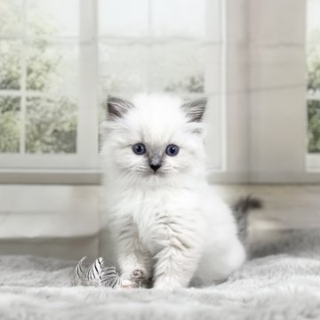 ラグドール【千葉県・男の子・2025年8月27日・🔹ブルーポイントミテッド🔹】の写真「見るだけで笑顔になる愛嬌抜群！元気印の甘えん坊🤍」