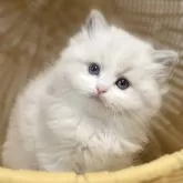 ラグドール【千葉県・男の子・2025年7月30日・【ブルーポイントバイカラー】】の写真4