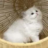 ラグドール【千葉県・男の子・2025年7月30日・【ブルーポイントバイカラー】】の写真7