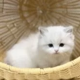 ラグドール【千葉県・男の子・2025年7月30日・【ブルーポイントバイカラー】】の写真5