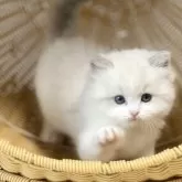 ラグドール【千葉県・男の子・2025年7月30日・【ブルーポイントバイカラー】】の写真10