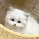 ラグドール【千葉県・男の子・2025年7月30日・【ブルーポイントバイカラー】】の写真11