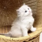 ラグドール【千葉県・男の子・2025年7月30日・【ブルーポイントバイカラー】】の写真2