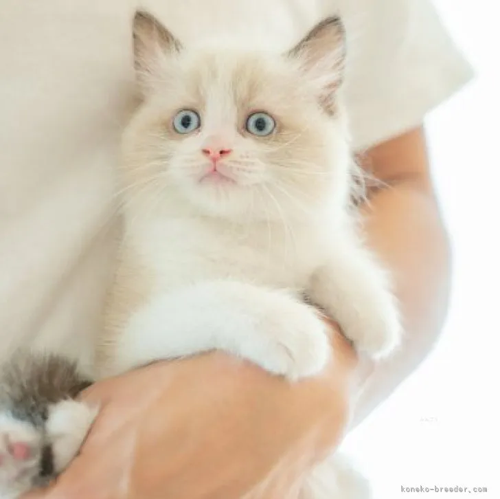 ID：2309-01918の子猫