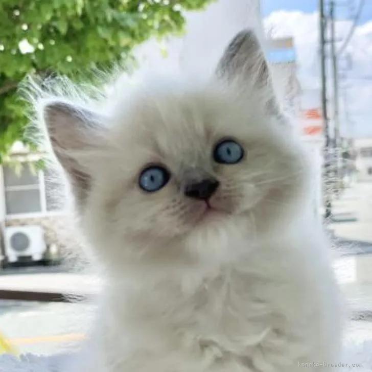 ID：2207-00621の子猫