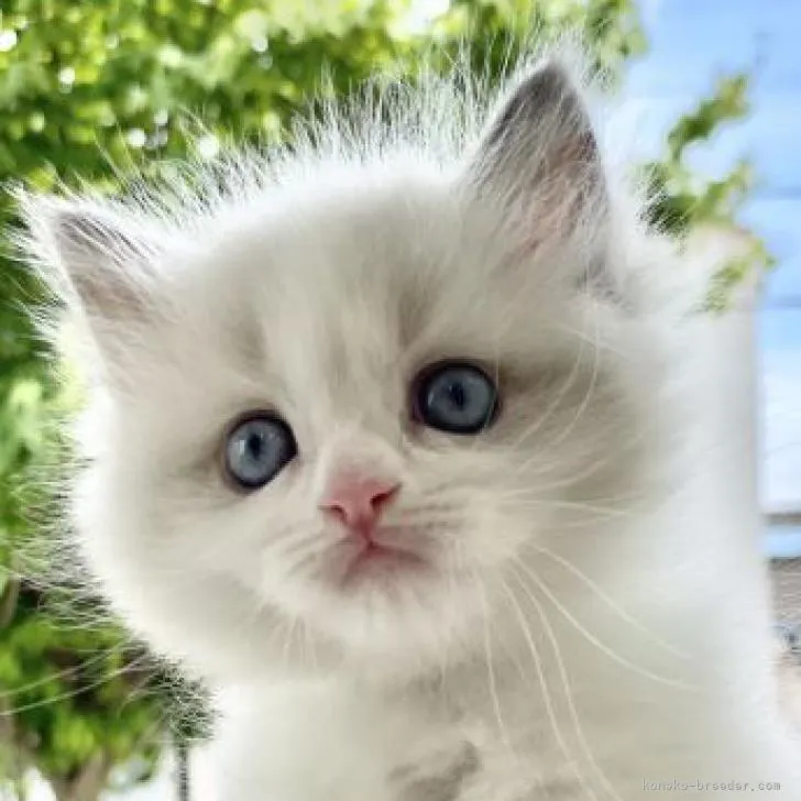 ID：2207-01048の子猫