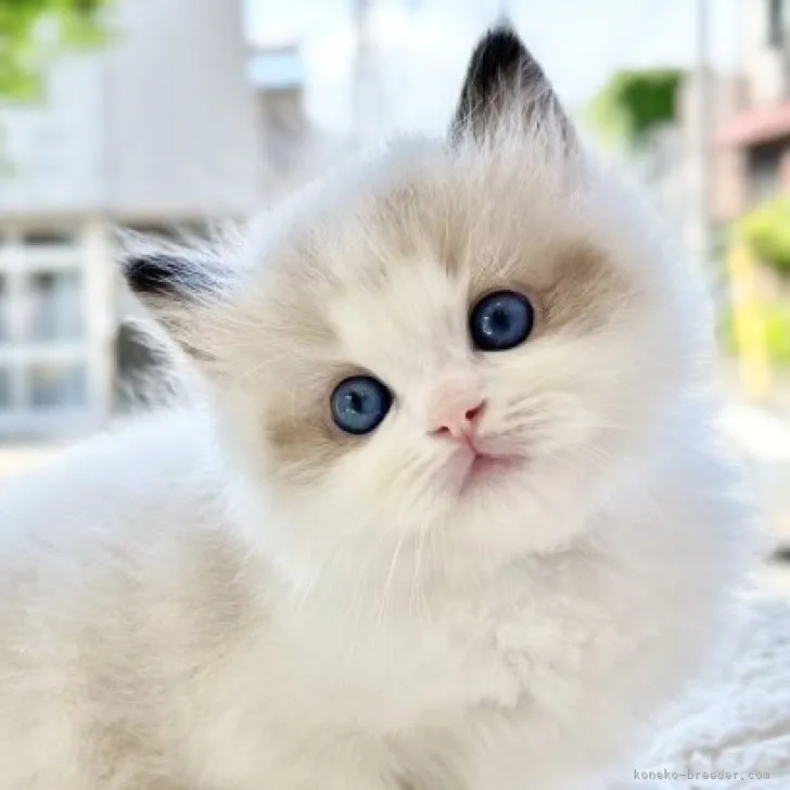 ID：2304-03126の子猫