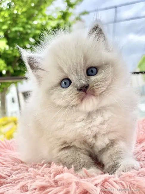 ID：2204-02658の子猫