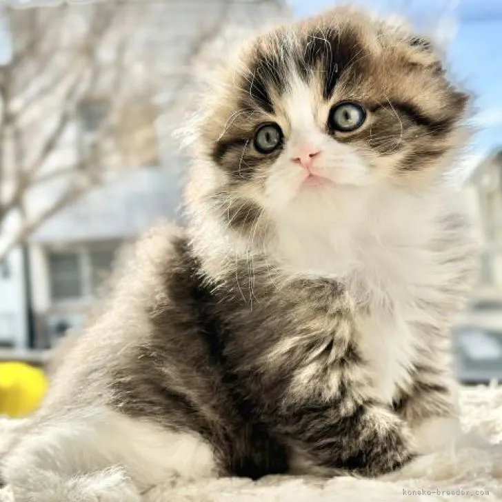 ID：2301-02104の子猫