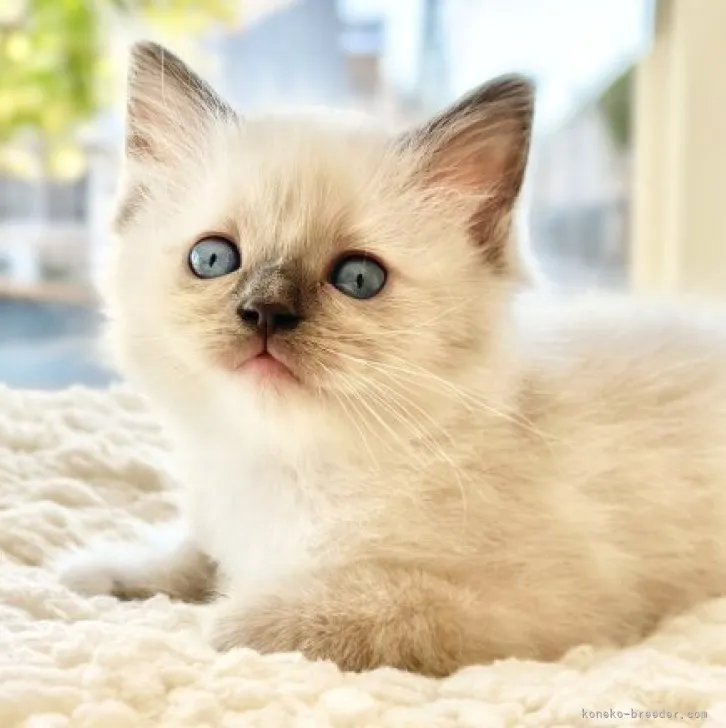 ID：2310-01659の子猫