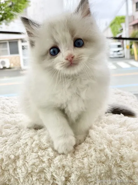ID:2203-01922の子猫