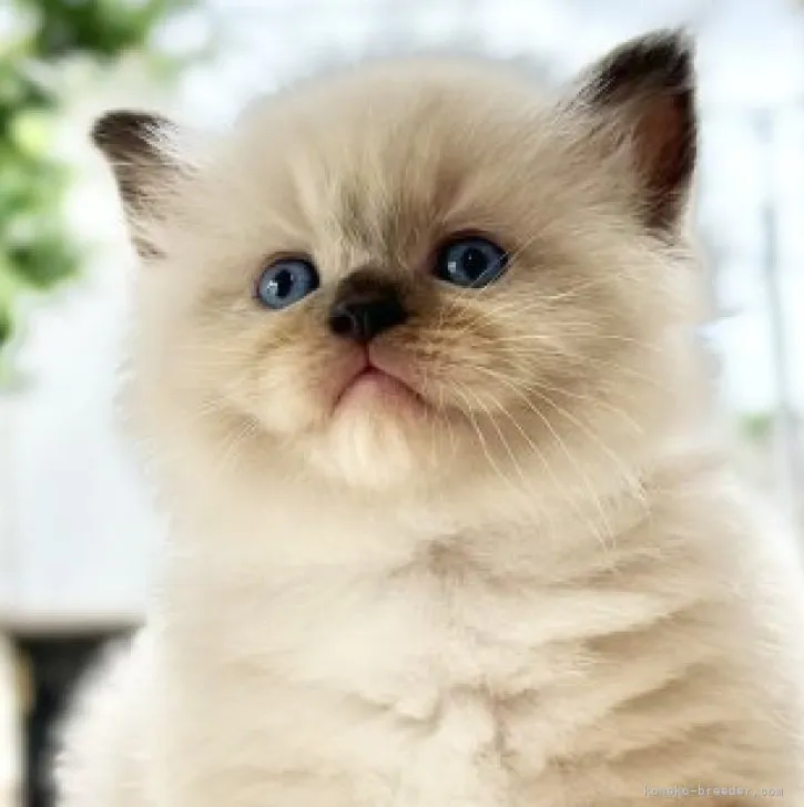 ID:2307-00062の子猫