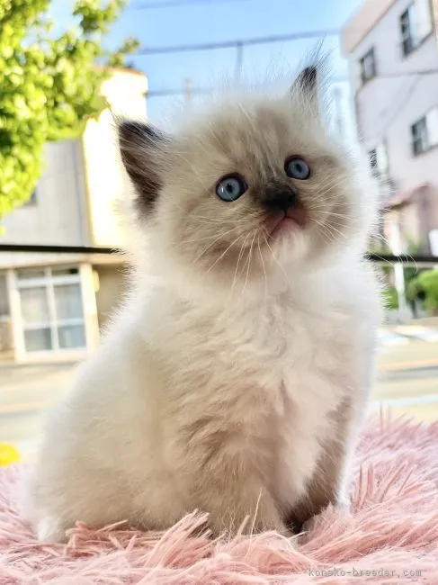 ID:2204-02299の子猫