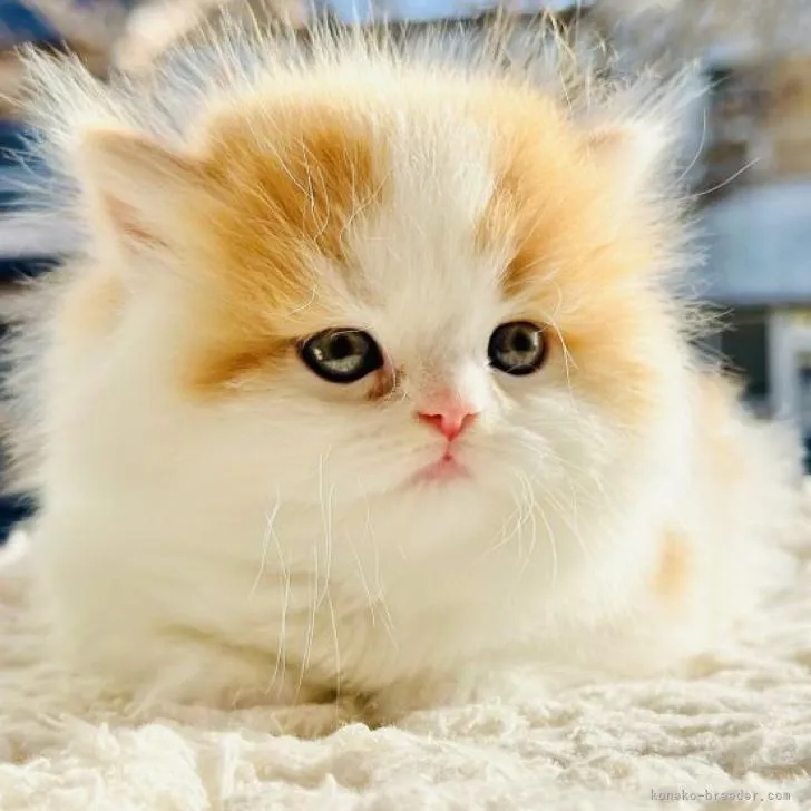 ID：2212-02248の子猫