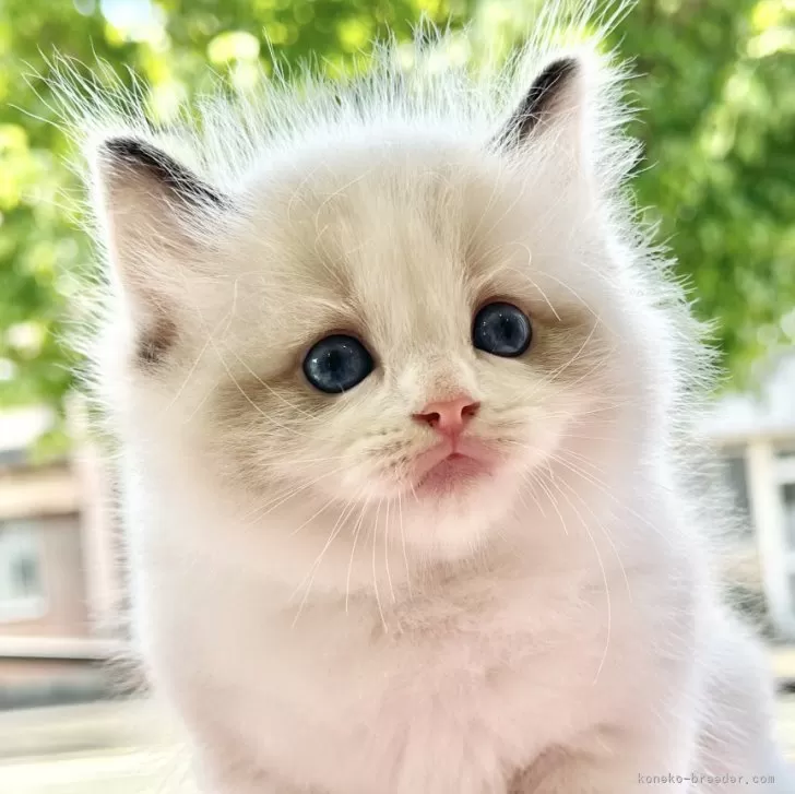 ID:2407-02109の子猫