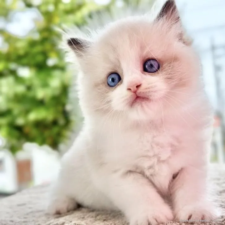 ID：2210-01365の子猫