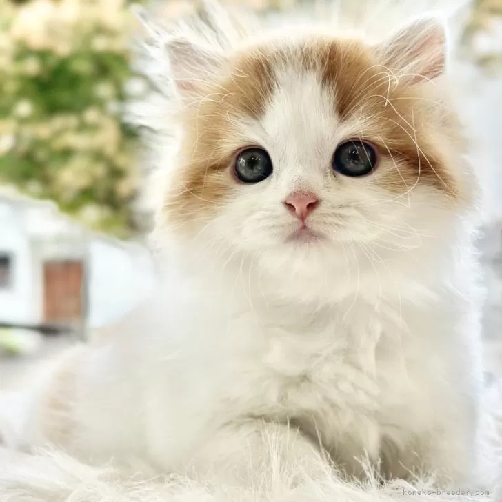 ID:2408-01583の子猫