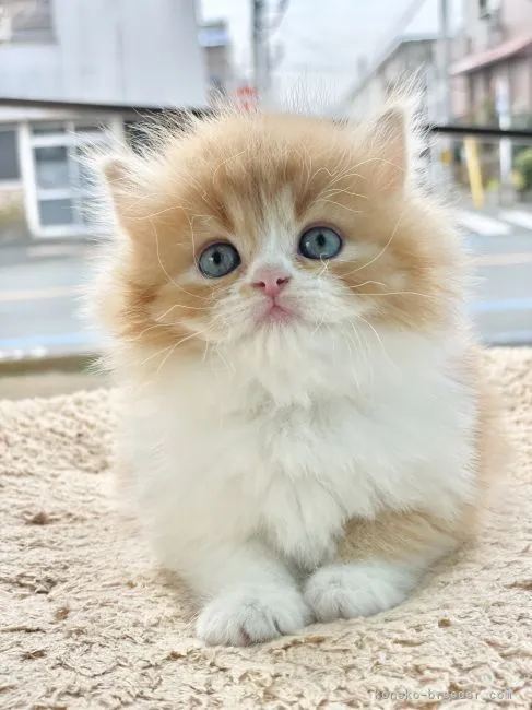 ID：2203-00094の子猫