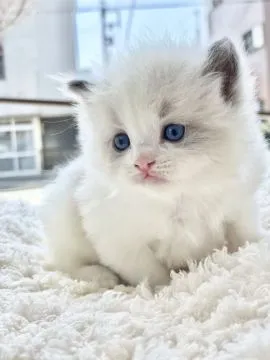 ※ねこねこ※　　　　　　　　　　　　　　【超激レア 美品】ポーター 透明ボウルに入っていたら回されちゃったねこ。-Maru was turned
