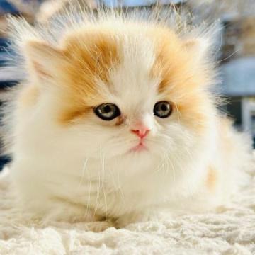 スコティッシュフォールド【愛知県・女の子・2022年11月20日・レッドタビーホワイト（ロングヘアー）】の写真「まんまるなお顔で物凄くふわふわな女の子です♪」