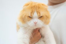 スコティッシュフォールド【・男の子・2022年6月19日・レッドタビーホワイト】