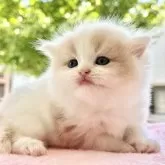 スコティッシュフォールド(立ち耳)【愛知県・男の子・2024年6月27日・クリームタビーホワイト】の写真3