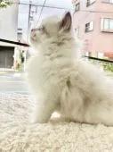 ラグドール【愛知県・男の子・2022年2月28日・ブルーポイントバイカラー】の写真4