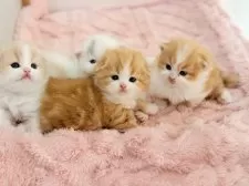 スコティッシュフォールド(折れ耳)【愛知県・男の子・2024年11月14日・クリームタビーホワイト】の写真11