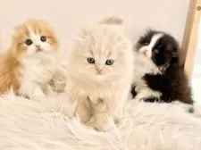 スコティッシュフォールド(折れ耳)【愛知県・男の子・2025年11月1日・クリームタビーホワイト】の写真12